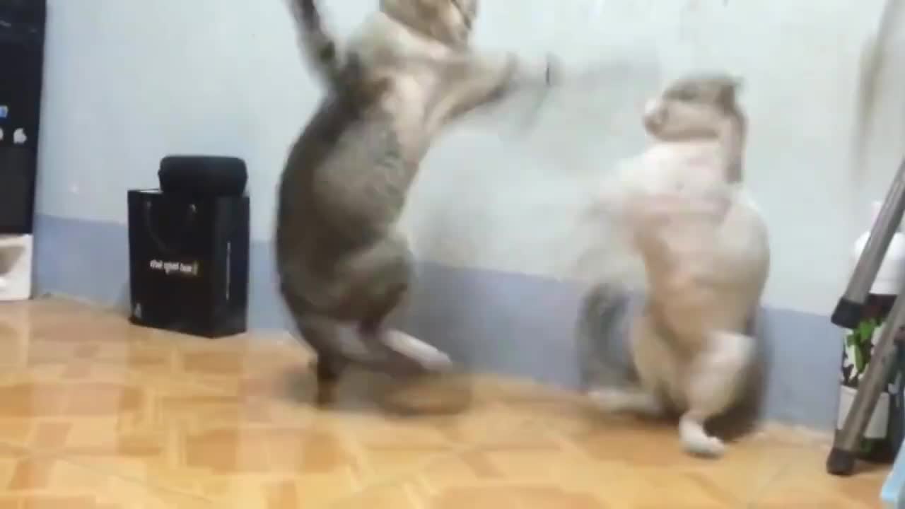 Hai chú mèo solo vịnh xuân quyền