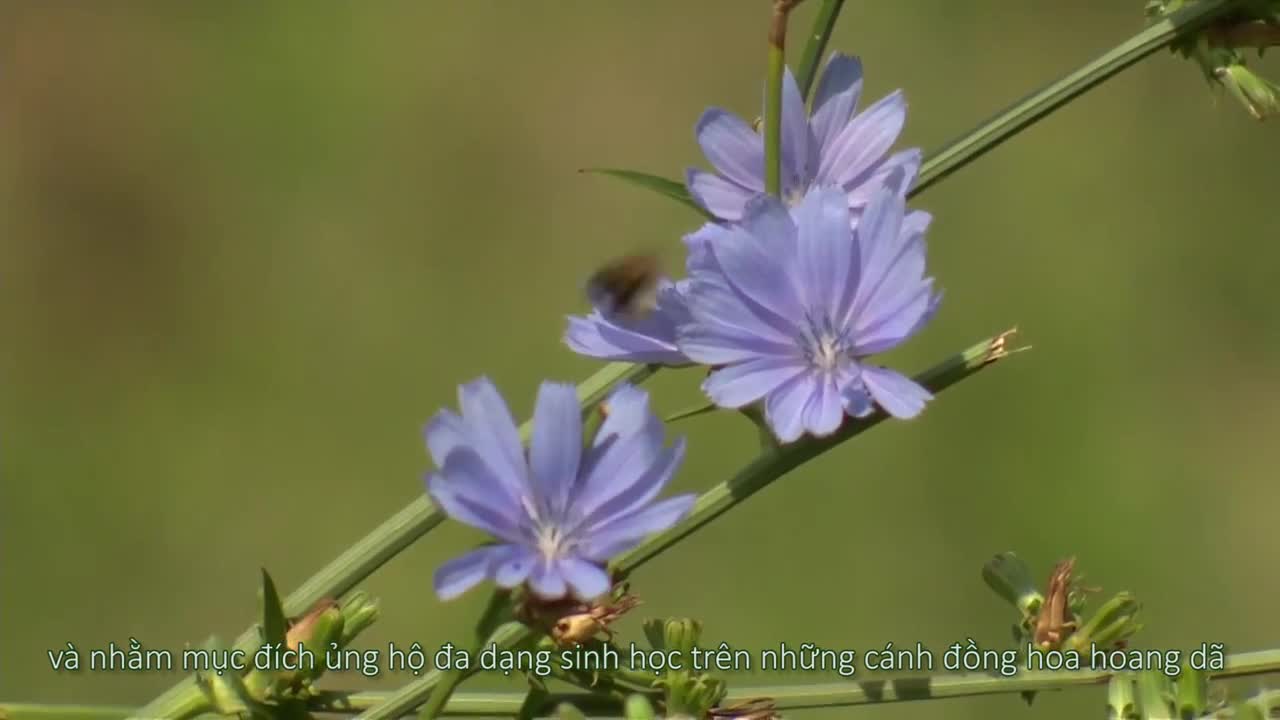 6 chú cừu dọn cỏ trước cung điện Buckingham