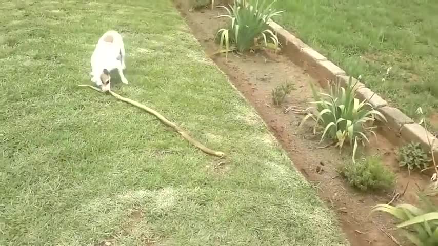 Chó husky hạ knock out Rắn hổ mang chúa chỉ 1 đòn duy nhất...