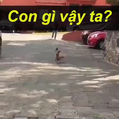 Bay lên nào... em bay qua hào 
