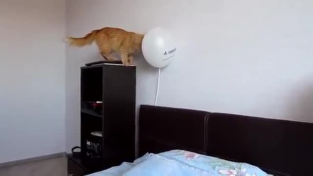 Chú mèo giật mình vì bong bóng nổ