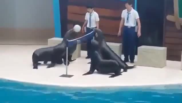 Hải cẩu chơi bóng chuyền cực cute !