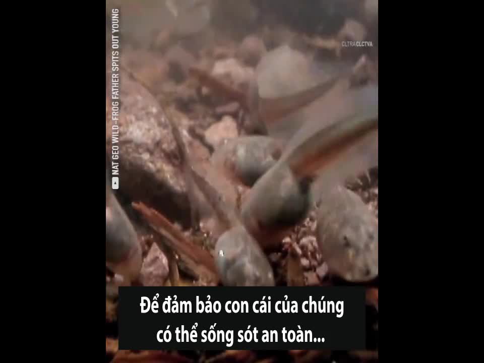 Loài ếch nuốt nòng nọc nôn ra ếch con