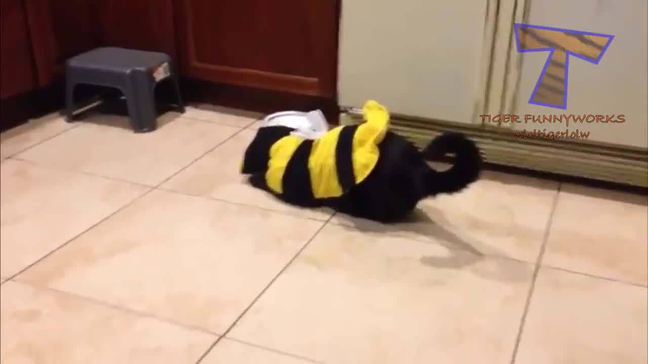 Mèo và chó mặc trang phục Halloween