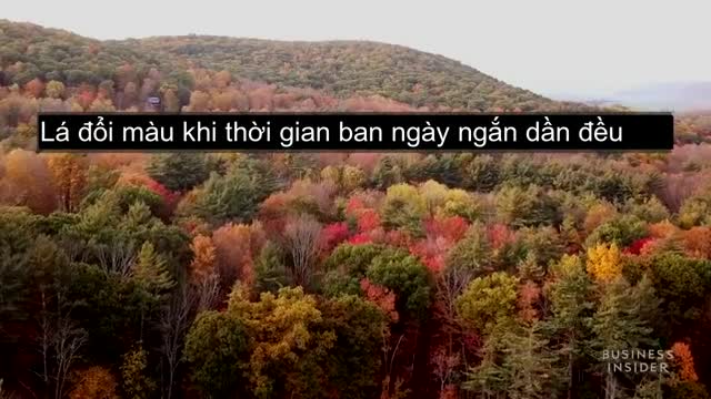 Mùa thu thay lá ở miền bắc nước Mỹ