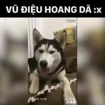 Khi cún cưng tập tành chơi muvik ))