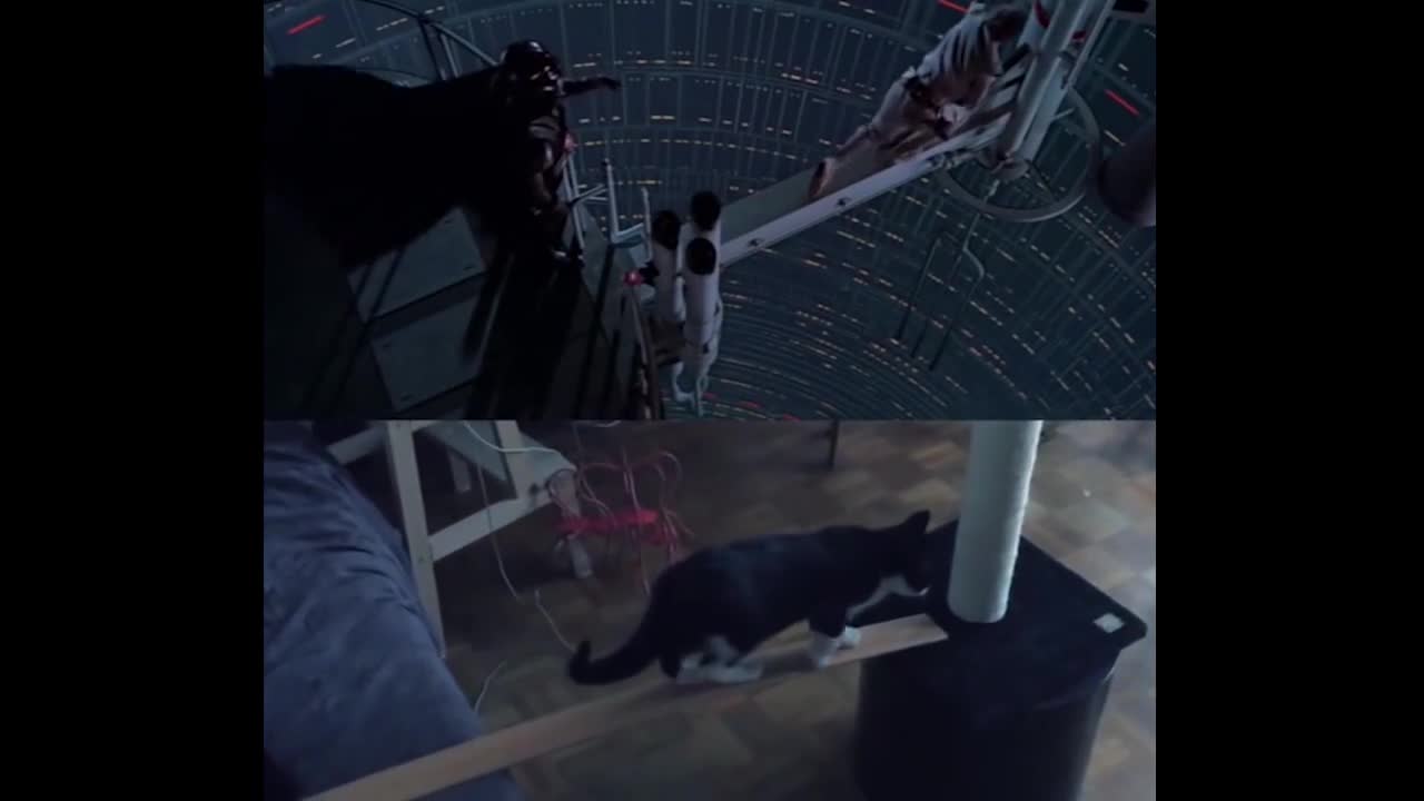Khi mèo hóa thân thành các nhân vật trong phim Star Wars