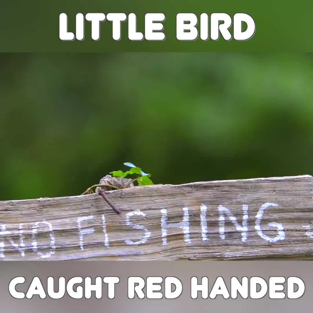 Chú chim phá luật!