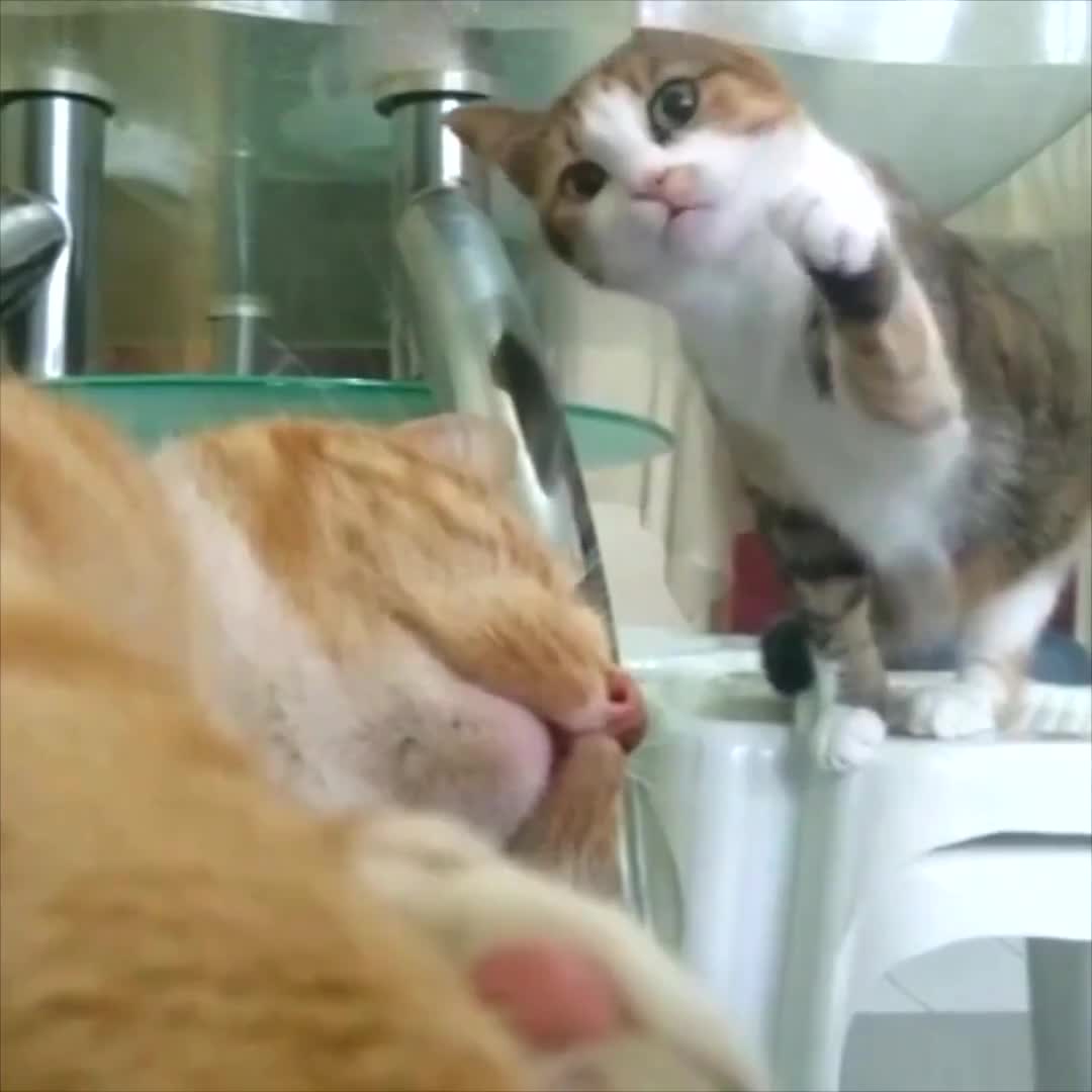 Chú mèo biết điều
