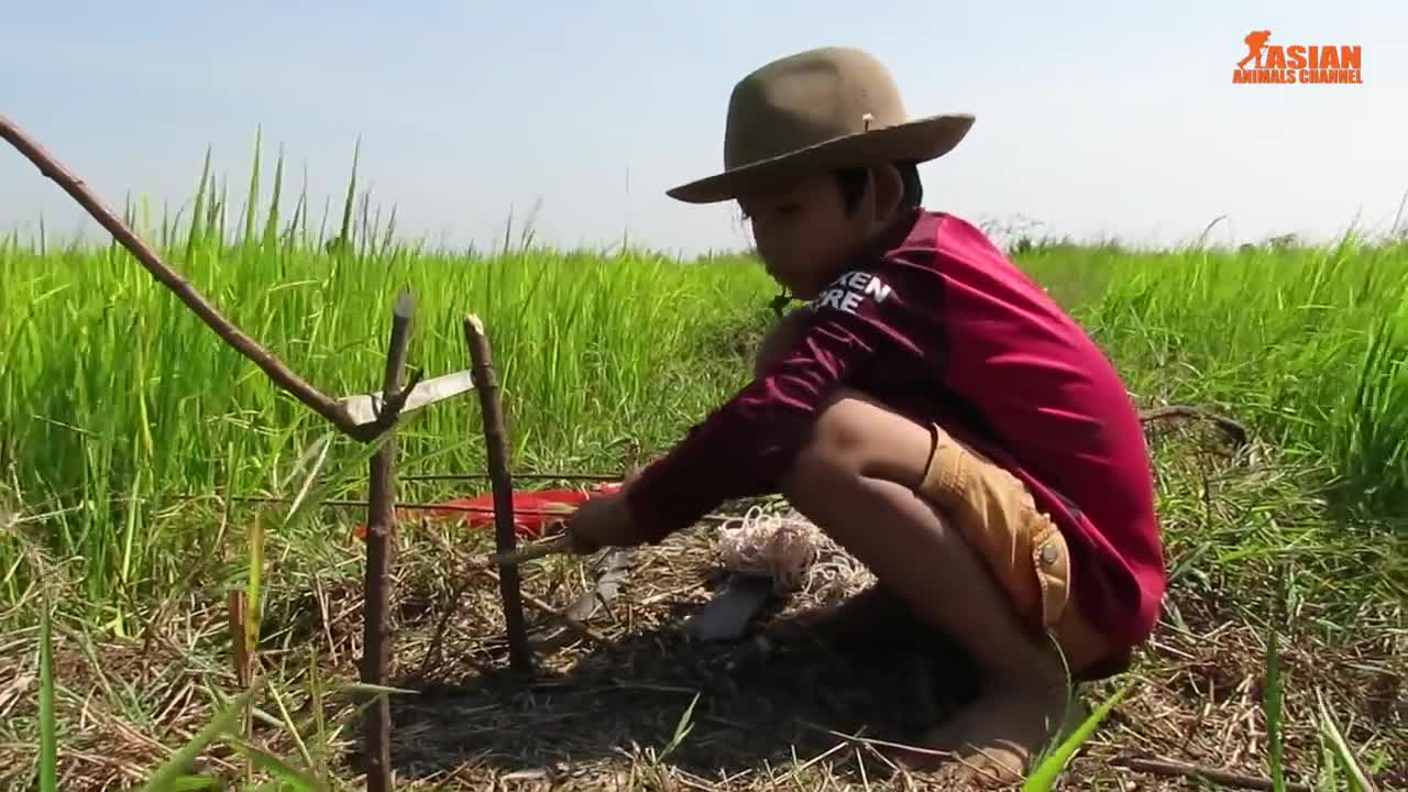 Bắt chim khổng lồ to hơn cả người bằng chiếc bẫy không thể đơn giản hơn