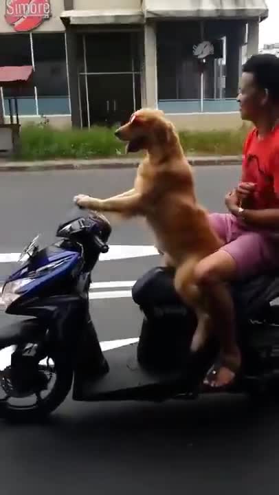 Chú cứ ngồi im, còn chuyện lái xe để anh lo