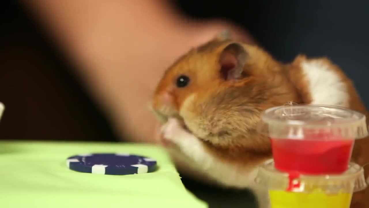 Thánh cũng phải cười khi xem Hamster ăn hot dog nhanh hơn cả con người