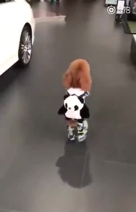 Khi các chú chó sành điệu hơn cả người 