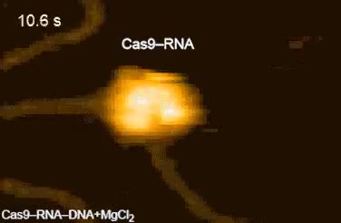 Quá trình protein Cas9 cắt đôi một đoạn DNA được ghi lại trong thời gian thực