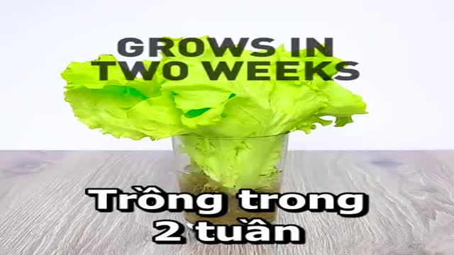 Công dụng khác lạ của những thứ bỏ đi