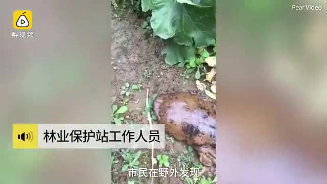 Con kỳ nhông tìm thấy trong nhà bà Wu