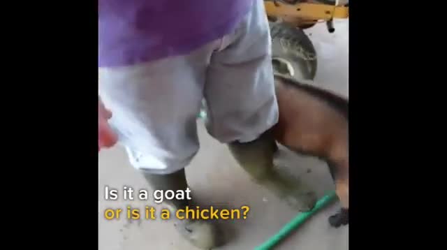 Hài hước với những kẻ chuyên bắt chước người khác