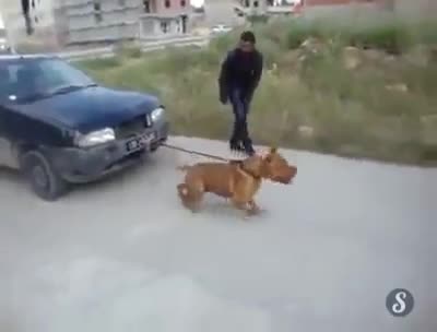Chú chó Pitbull có sức mạnh phi thường kéo cả ôtô