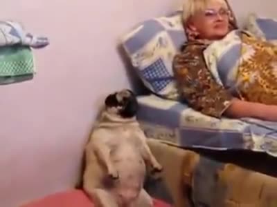  Chú chó pug béo như heo ngồi xem tivi
