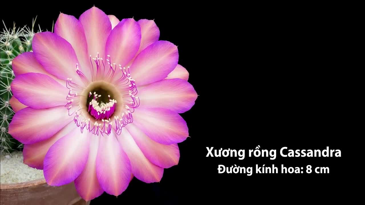 Vẻ đẹp khi bung nở của hoa xương rồng