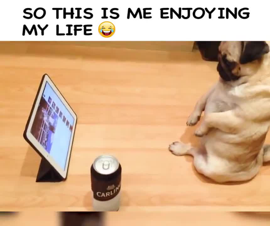 Ước mơ của chú chó này là đây ư!