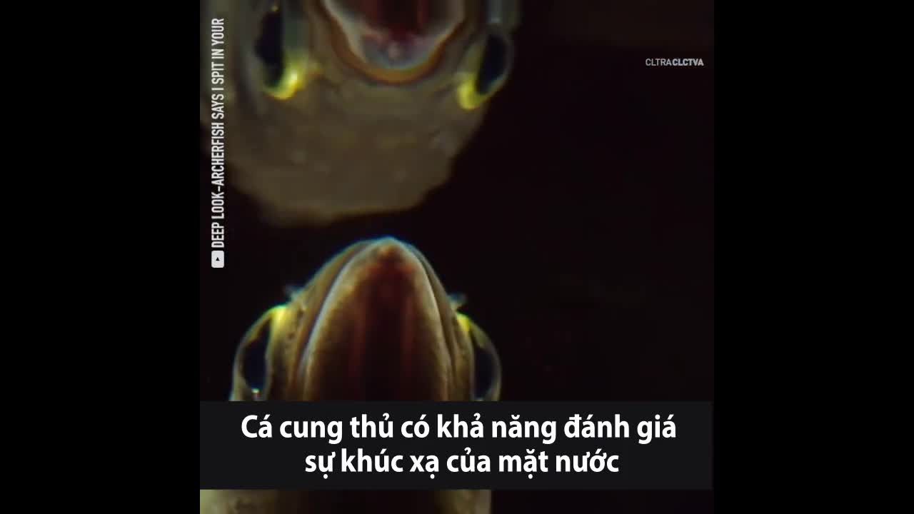 Loài cá bắn tia nước hạ gục con mồi cách xa 2m