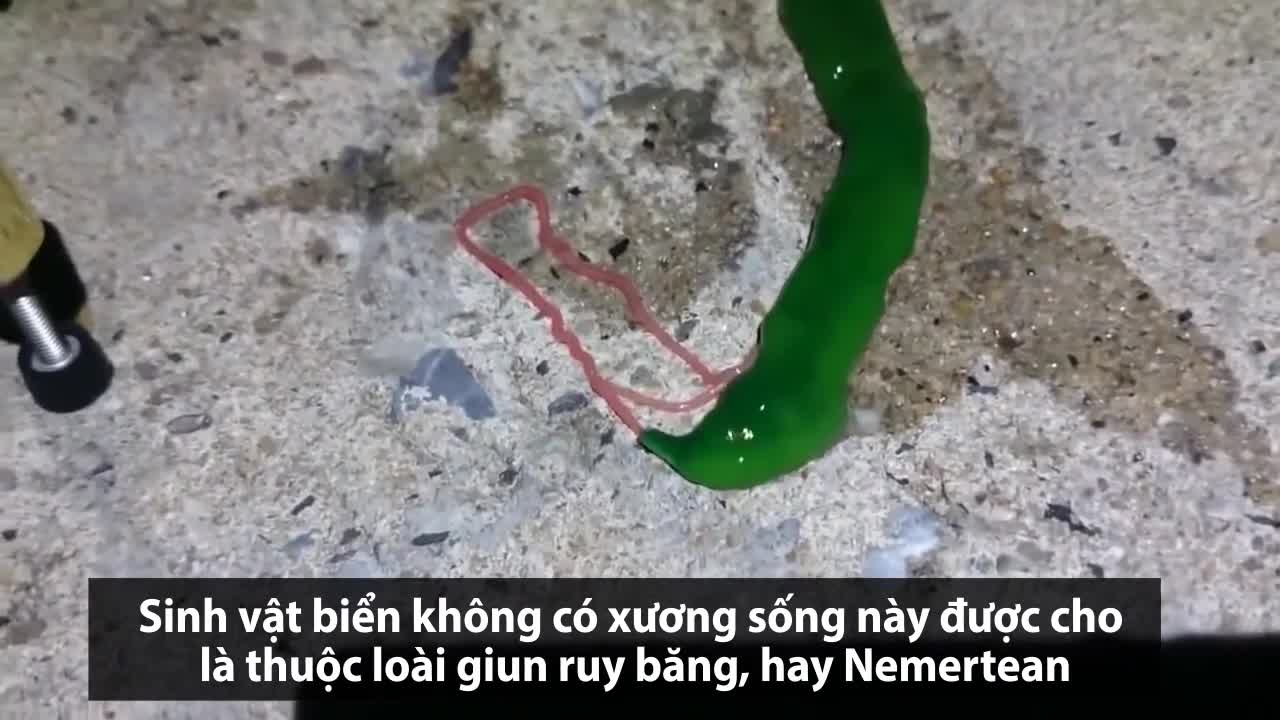  Loài sinh vật màu xanh bí ẩn có lưỡi màu hồng siêu dài