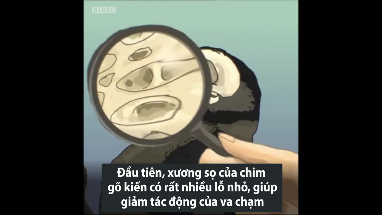 Lý do chim gõ kiến mổ liên tục nhưng không bị đau đầu