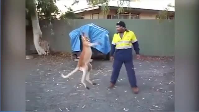 Kangaroo giao chiến với người đàn ông trên đường phố Australia