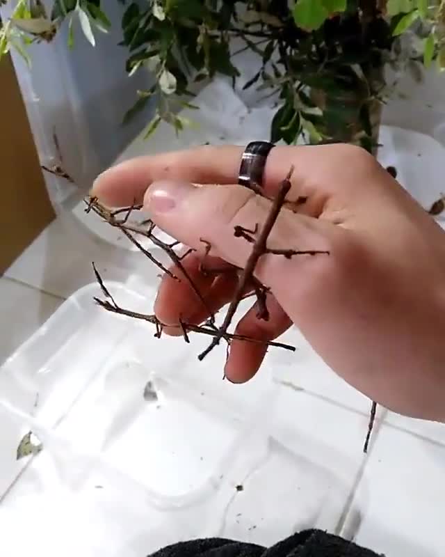 Đây có phải là những cành khô