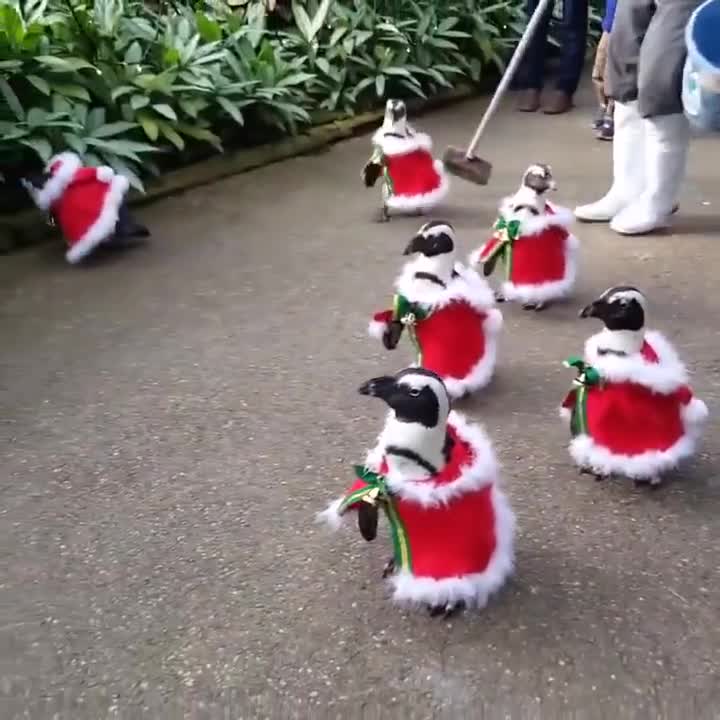 Chim cánh cụt đón Noel!