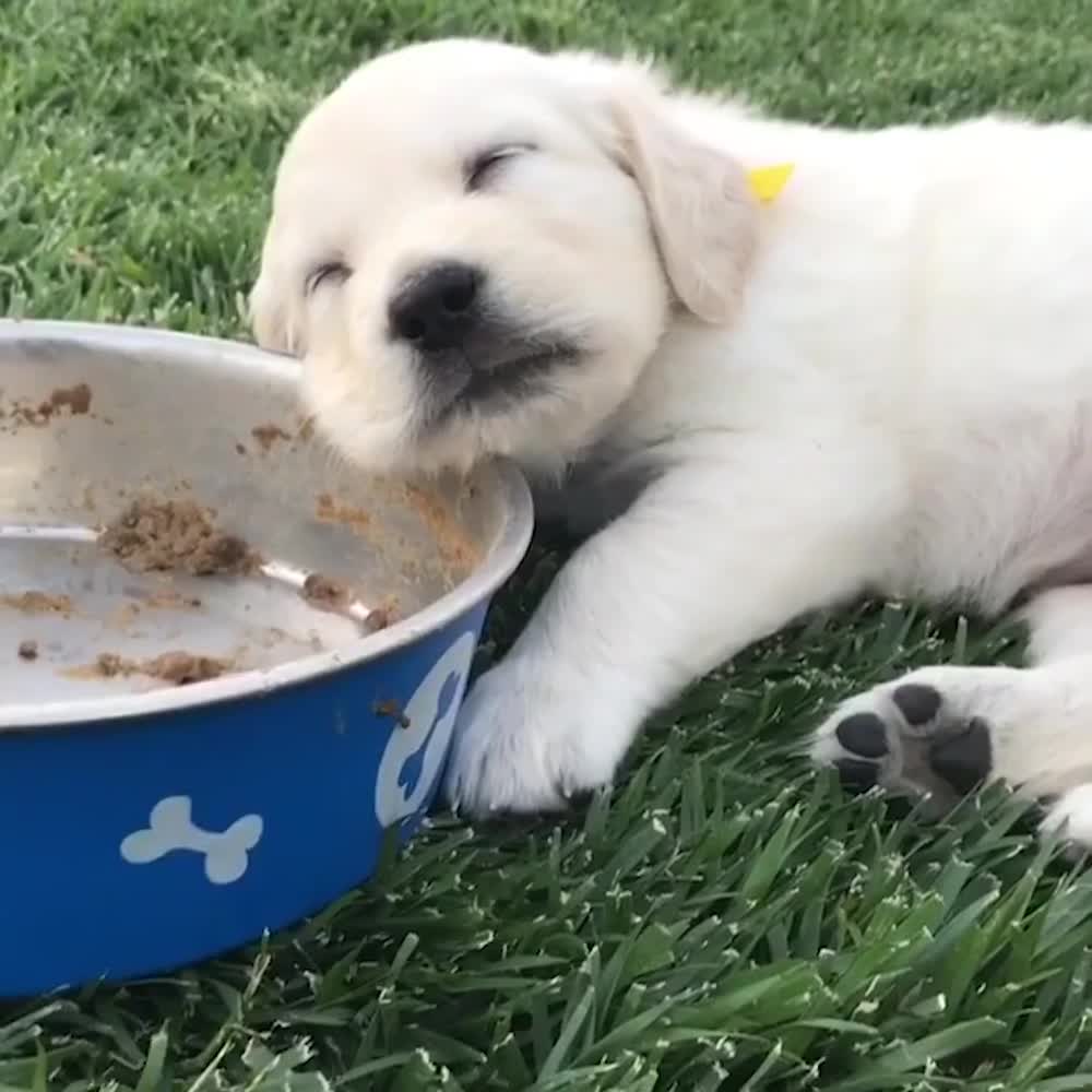 Mình ăn no rồi mình nằm thôi!
