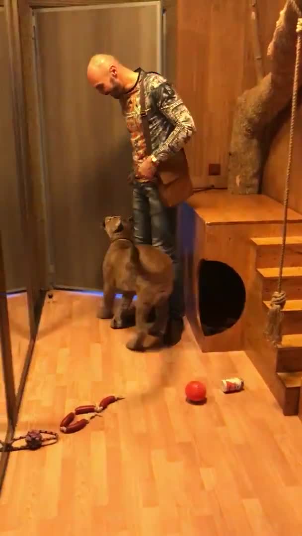 Nó là mèo hay là gì