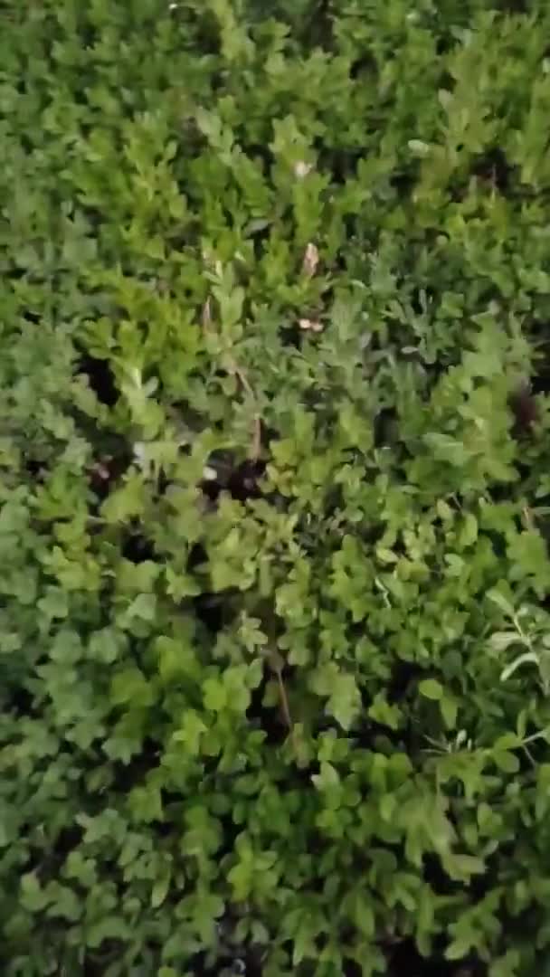 Giống như là 'thập diện mai phục'!