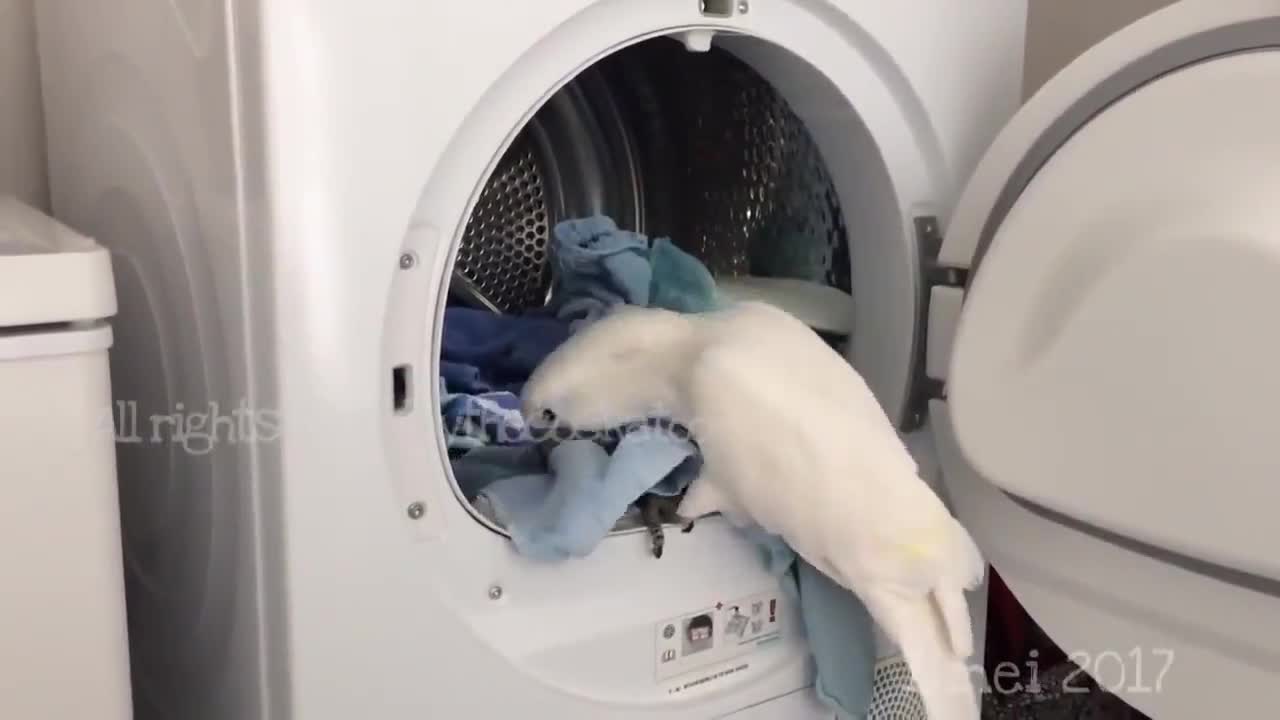 Nó giúp chủ được rồi đó!