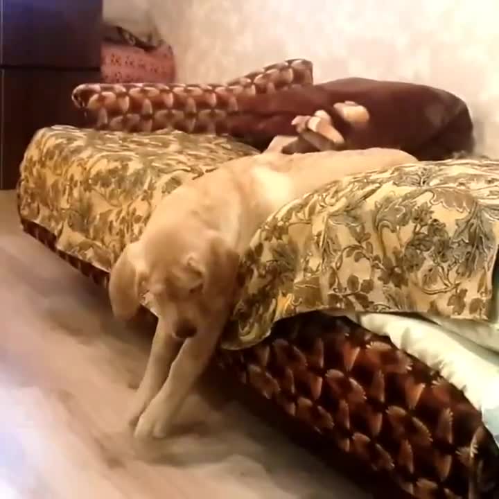 Lười chảy thây!