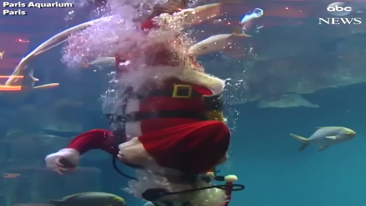 Ông già Noel bơi lội cùng cá trong công viên thủy cung tại Pháp