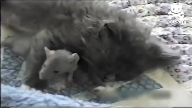 Phiên bản đời thực của Tom và Jerry gây sốt