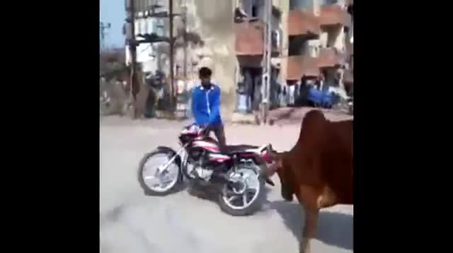 Đừng dại dột 'chọc giận' lũ động vật