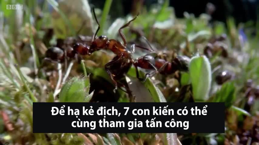 Cuộc chiến thảm khốc bằng 'vũ khí hóa học' của loài kiến
