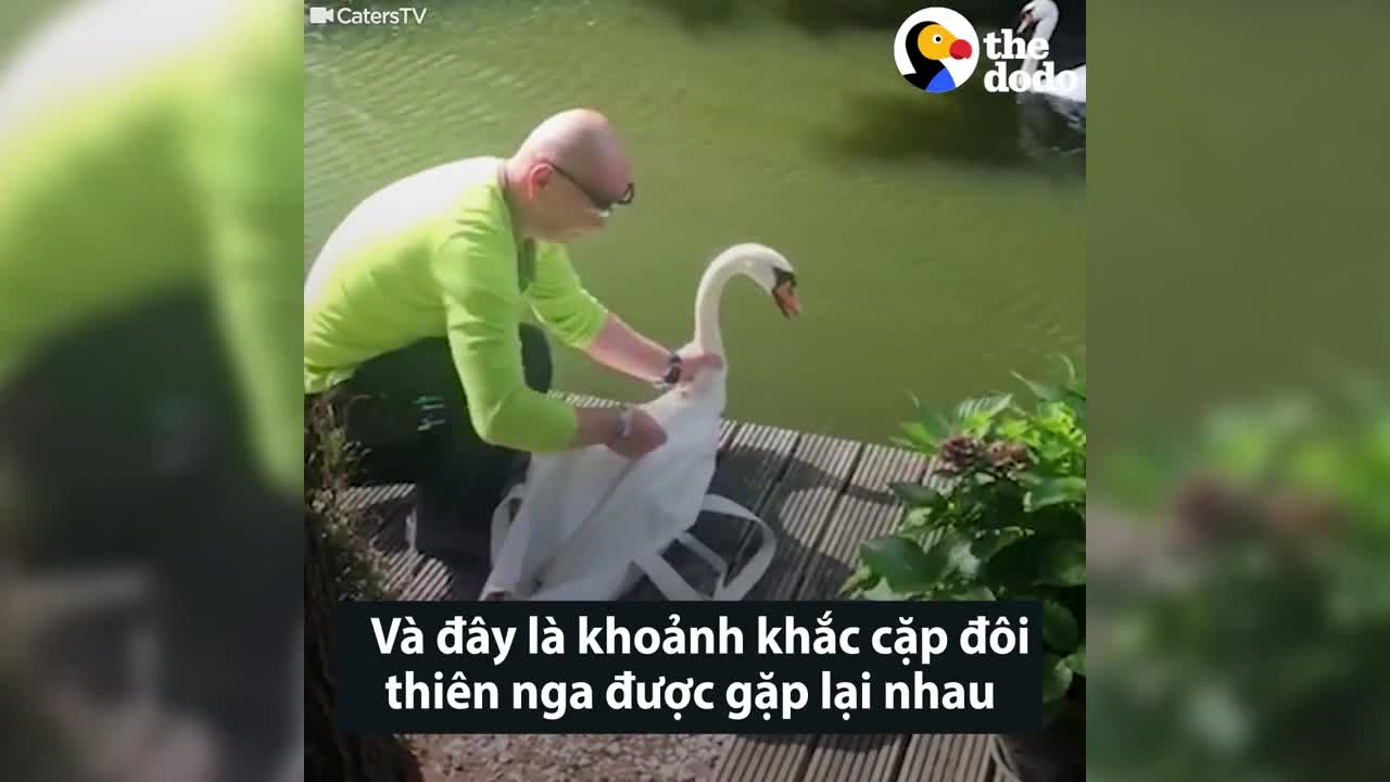 Khoảnh khắc đôi thiên nga gặp lại nhau sau nhiều tuần xa cách
