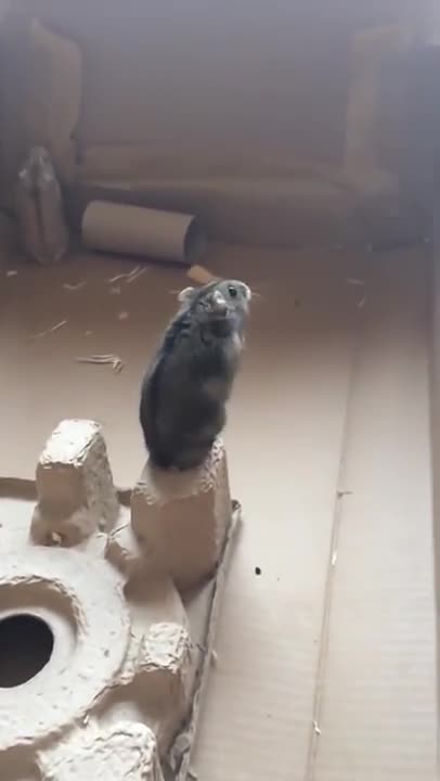 Con chuột Hamster nghĩ mình có thể bay