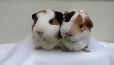 Hai chú chuột hamster không thể nào dễ thương hơn