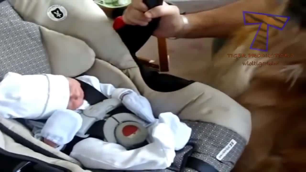 Chó và mèo gặp em bé lần đầu tiên biên dịch động vật dễ thương