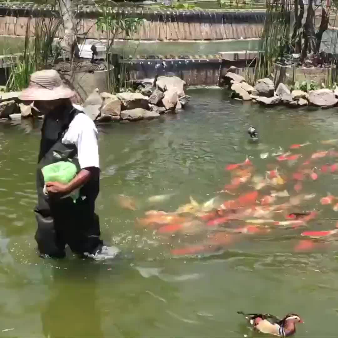 Người đàn ông này đang dẫn cá bơi dạo