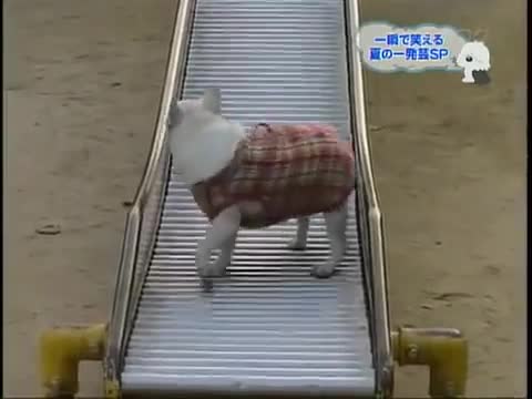Chú chó chơi cầu thang trượt hài hước