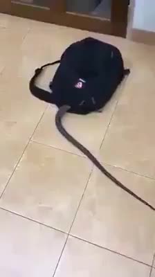 Con gì đây mọi người
