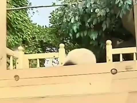 Gấu trúc chơi cầu trượt siêu dễ thương