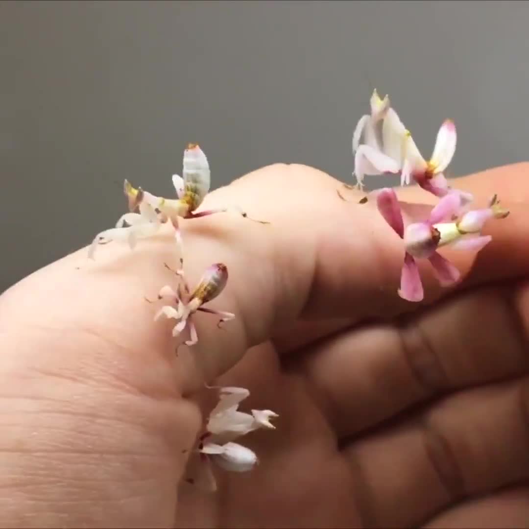 Đây có phải là hoa