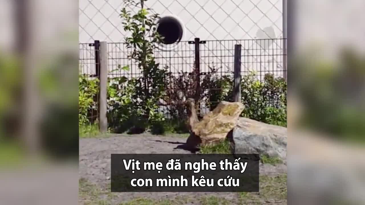 Đôi hà mã hợp sức cứu vịt con mắc kẹt dưới hồ nước